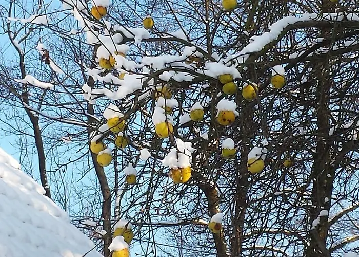 Exklusives Holzhaus Villa *